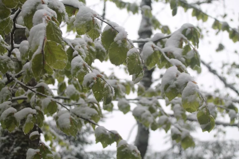 neige en mai en Alsace